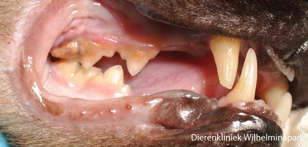 Tandsteen bij een kat. Er is parodontitis bij de grote kies rechtsboven.